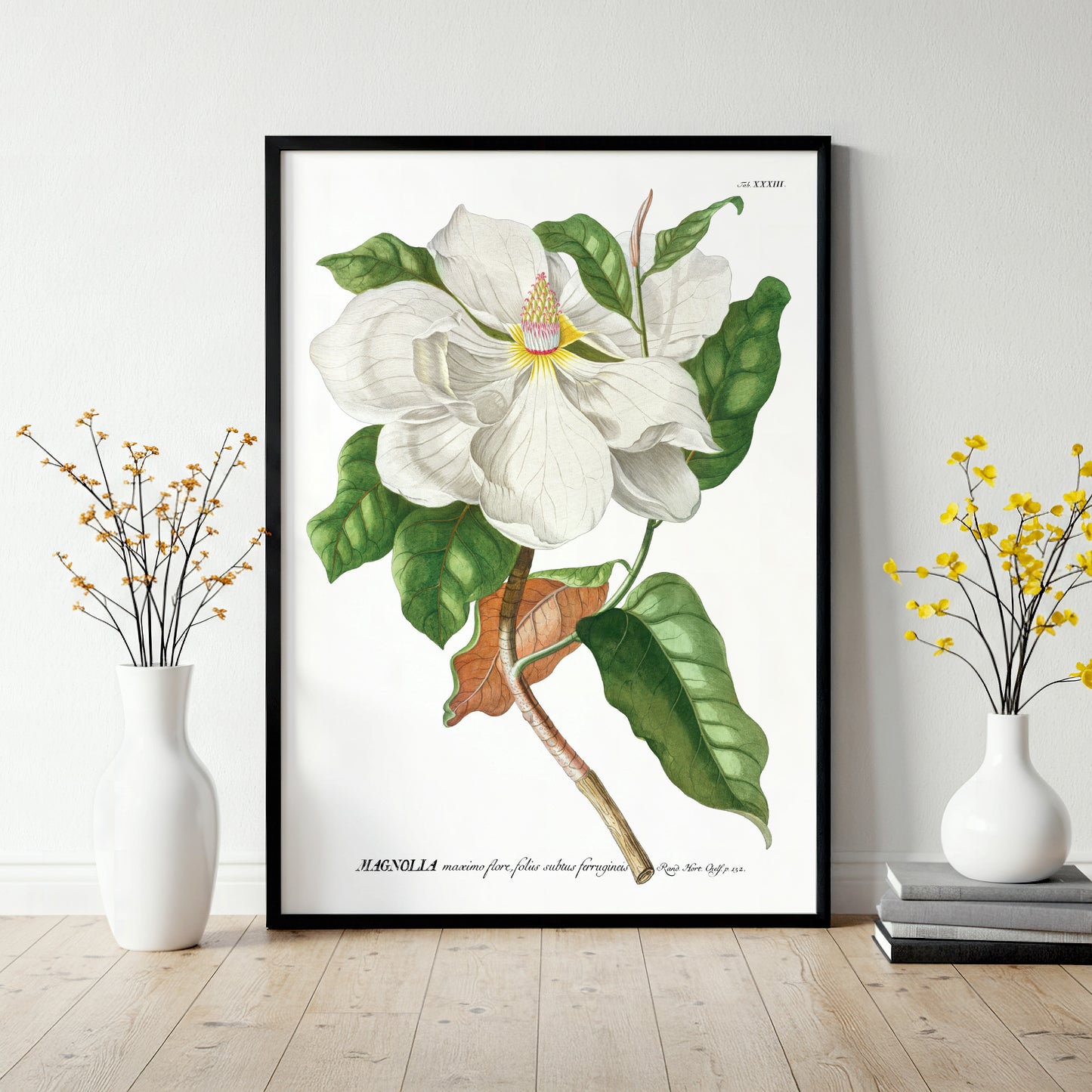 Magnolia Print from the Chelsea Physic Garden
