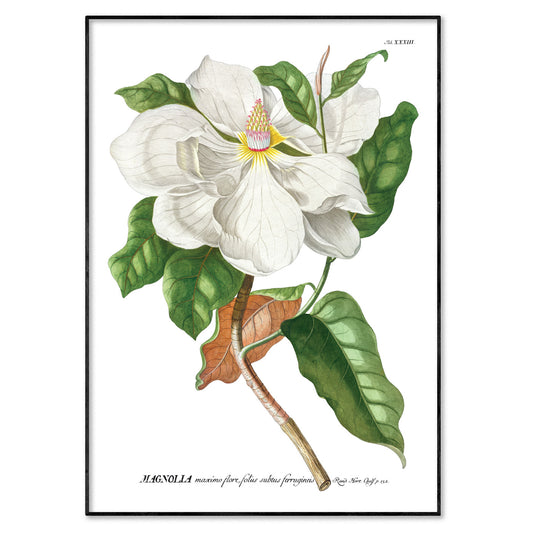 Magnolia botanical illustration print