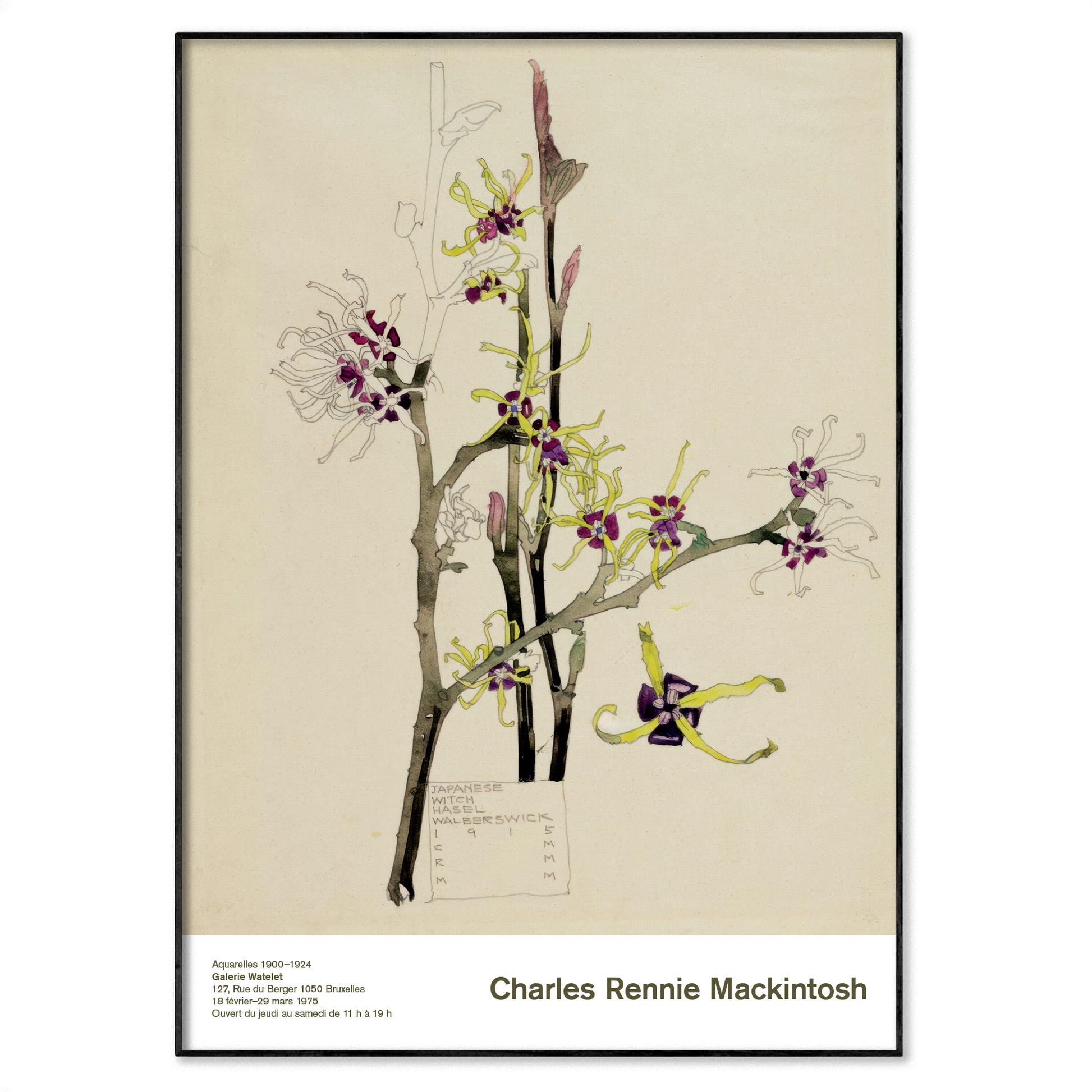 Japanese Witch Hazel Walberswick 1915 botanical poster by Charles Rennie Mackintosh