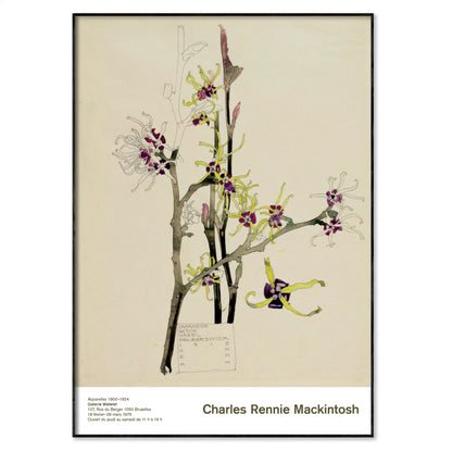 Japanese Witch Hazel Walberswick 1915 botanical poster by Charles Rennie Mackintosh