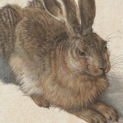 Albrecht Dürer Exhibition Poster - Young Hare, 1502