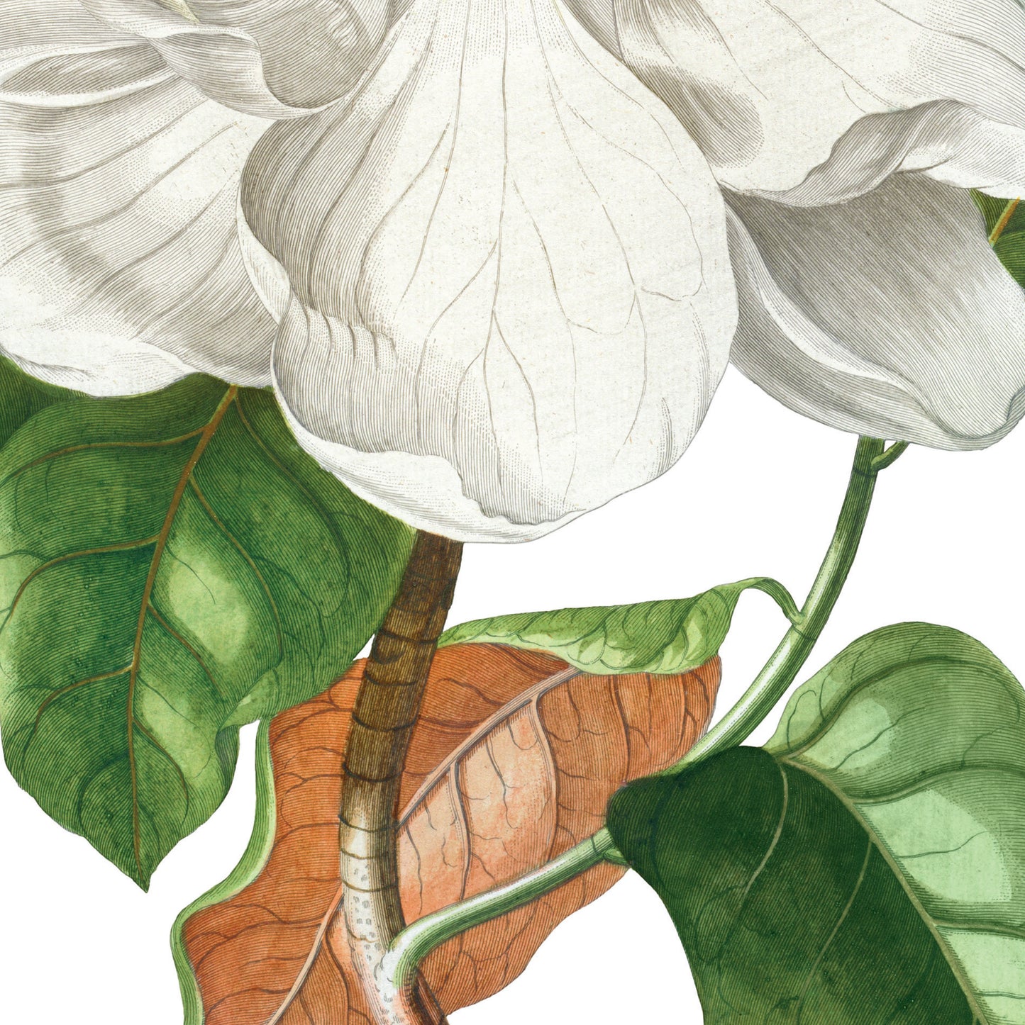 Magnolia Print from the Chelsea Physic Garden