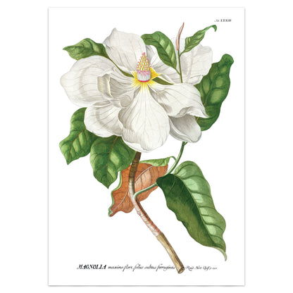 Magnolia Print from the Chelsea Physic Garden