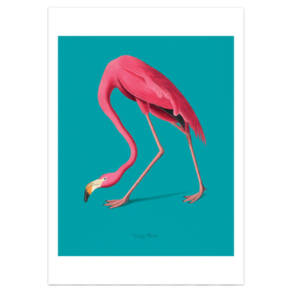 Vintage Pink Flamingo Illustration Print