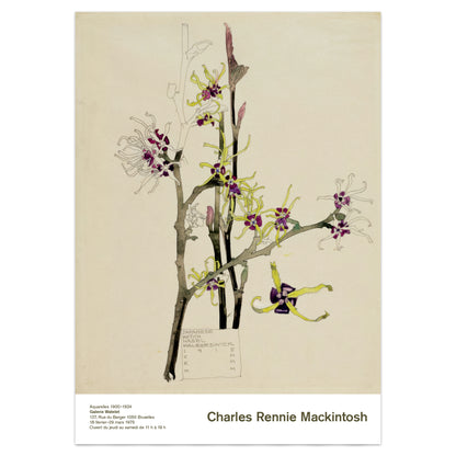 Arts and Crafts floral watercolour print Japanese Witch Hazel Mackintosh